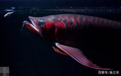 龍魚為啥老是張嘴呀？這是咋啦？（龍魚老是張嘴可能由多種因素引起）