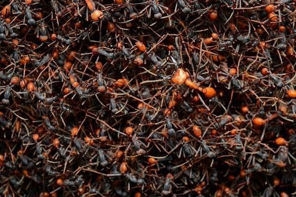 海象魚的攻擊行為研究：海象魚攻擊行為的心理學解釋