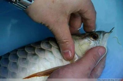 龍魚胸鰭下掛手術：龍魚胸鰭下掛手術的一些步驟