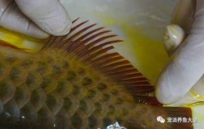 龍魚胸鰭下掛手術：龍魚胸鰭下掛手術的一些步驟