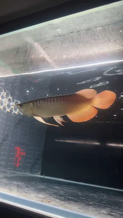 印尼紅龍魚苗圖片大全大圖高清欣賞