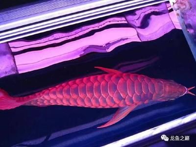 超級紅龍長什么樣：超級紅龍的體形特征和養(yǎng)殖注意事項