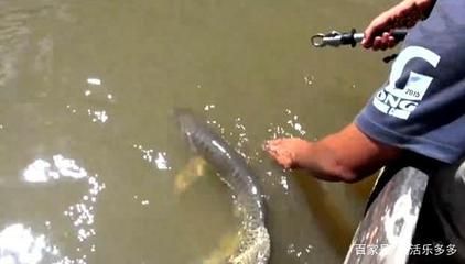金龍魚放生到河里能活嗎：金龍魚放生到河里能活嗎金龍魚放生到河里能活嗎