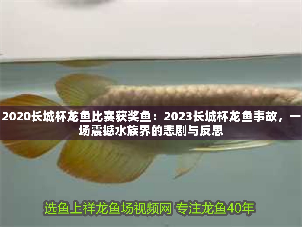 2020長城杯龍魚比賽獲獎魚：2023長城杯龍魚事故，一場震撼水族界的悲劇與反思