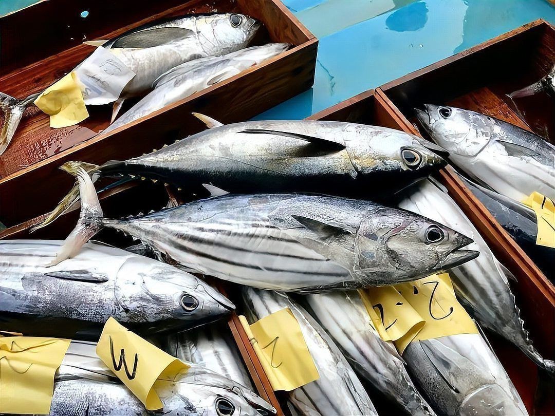 金鱒魚為何被國家禁止