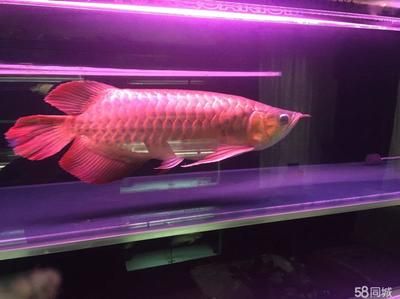印尼超血紅龍魚多大才能發(fā)紅：印尼超血紅龍魚發(fā)色時間 印尼超血紅龍魚多大才能發(fā)紅：印尼超血紅龍魚發(fā)色時間 龍魚百科 第2張