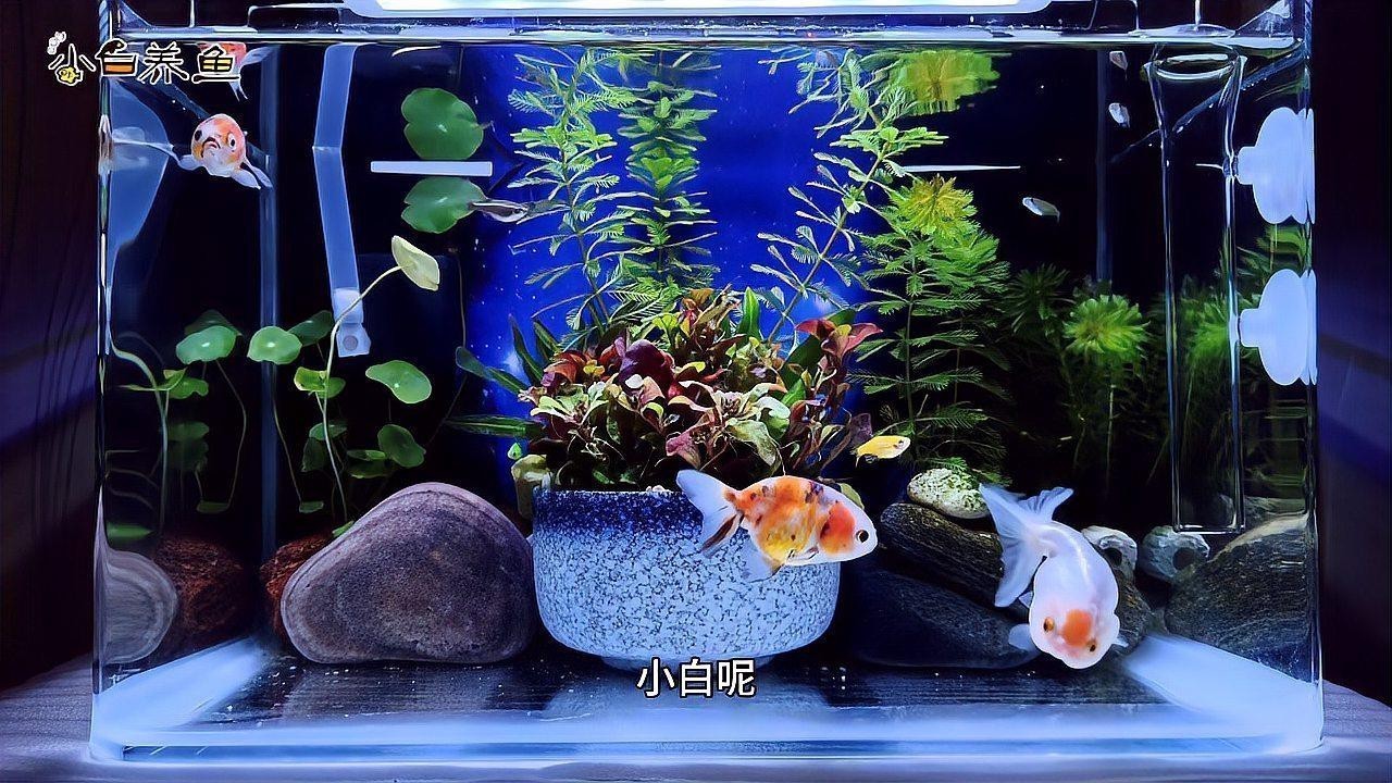金龍魚身體發白怎么啦 金龍魚身體發白怎么啦 龍魚百科 第6張