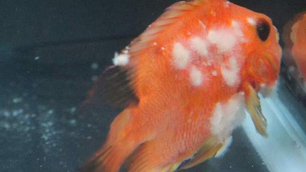 金龍魚身體發白怎么啦 金龍魚身體發白怎么啦 龍魚百科 第4張
