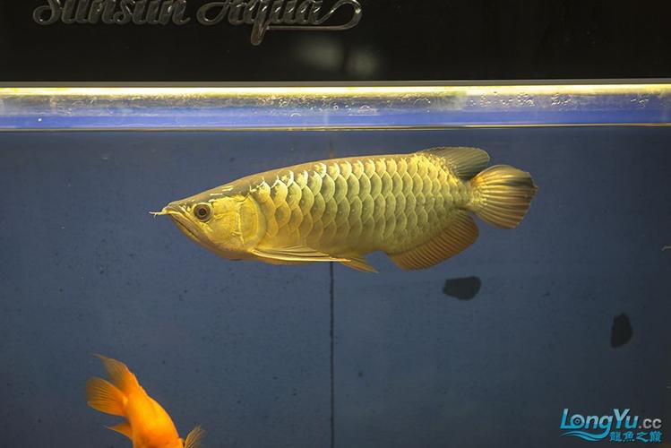 藍底金龍魚用什么顏色燈好看點 藍底金龍魚用什么顏色燈好看點 龍魚百科 第13張