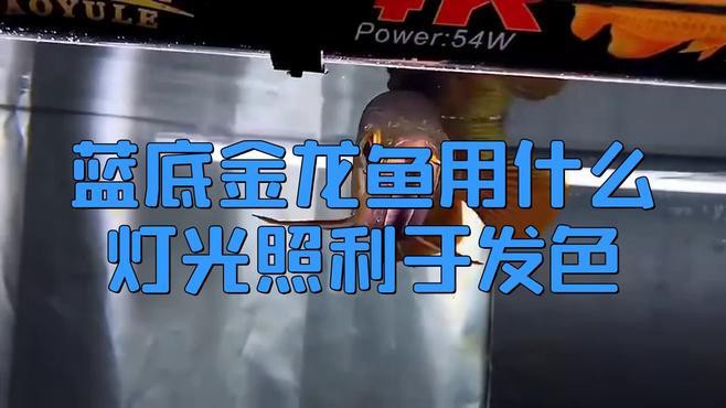 藍底金龍魚用什么顏色燈好看點 藍底金龍魚用什么顏色燈好看點 龍魚百科 第1張