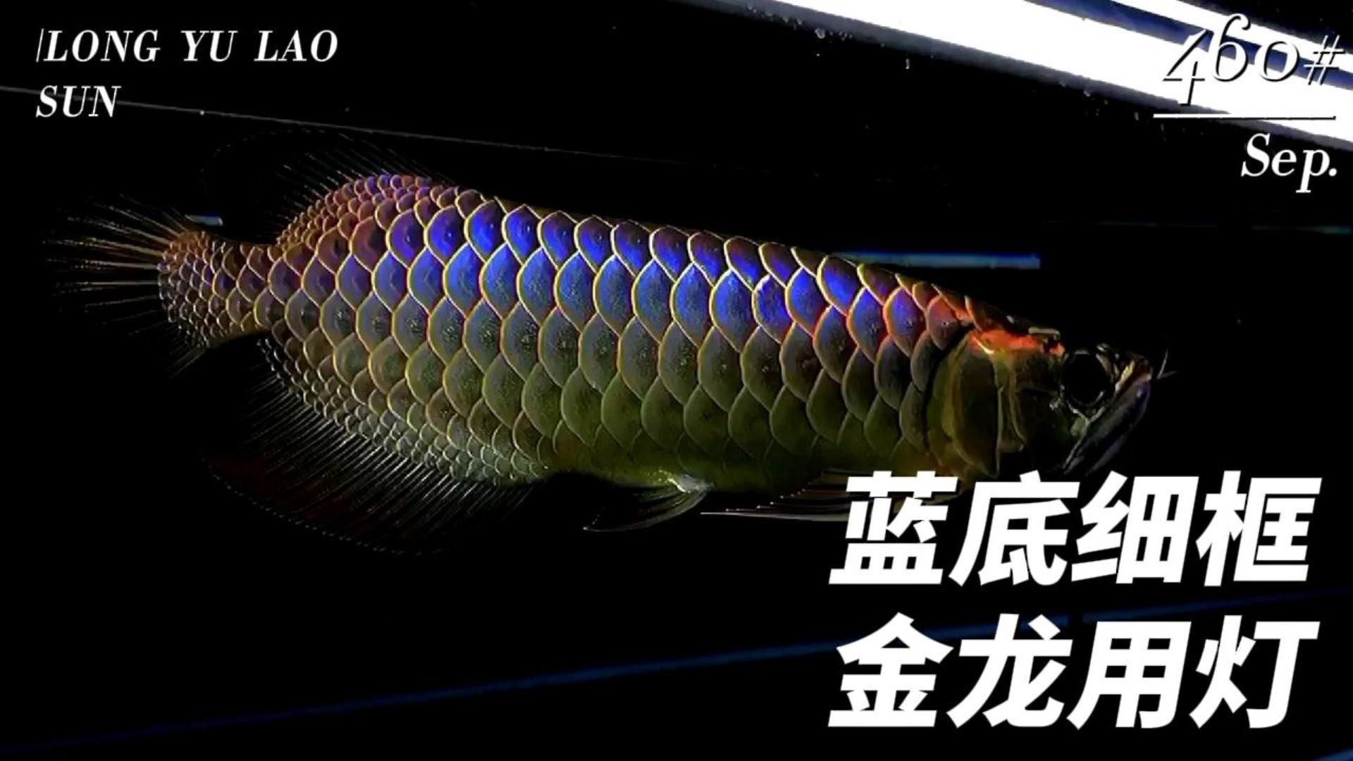 藍底金龍魚用什么顏色燈好看點 藍底金龍魚用什么顏色燈好看點 龍魚百科 第3張