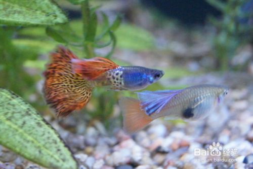 魚缸養魚老是死了,是啥原因造成的 魚缸養魚老是死了,是啥原因造成的 龍魚百科 第3張