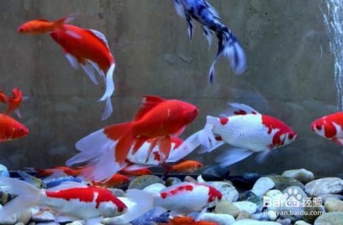 魚缸養魚老是死了,是啥原因造成的 魚缸養魚老是死了,是啥原因造成的 龍魚百科 第1張