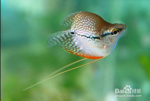 魚缸養魚老是死了,是啥原因造成的 魚缸養魚老是死了,是啥原因造成的 龍魚百科 第5張