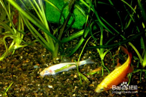 魚缸養魚老是死了,是啥原因造成的 魚缸養魚老是死了,是啥原因造成的 龍魚百科 第6張