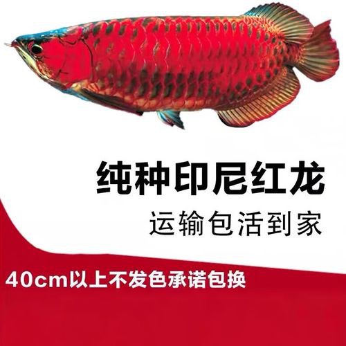 祥龍漁場(chǎng)龍魚芯片證書長什么樣？ 祥龍漁場(chǎng)龍魚芯片證書長什么樣？ 龍魚百科 第25張