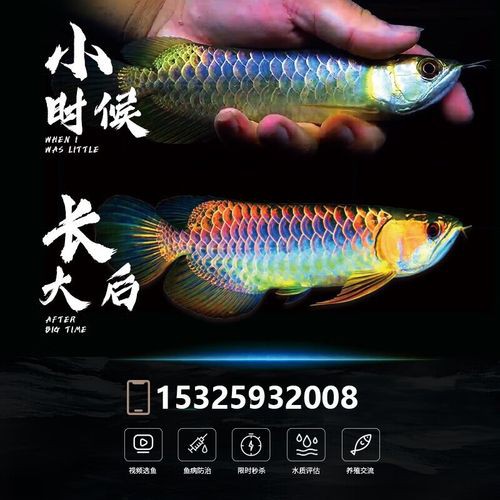 祥龍漁場(chǎng)龍魚芯片證書長什么樣？ 祥龍漁場(chǎng)龍魚芯片證書長什么樣？ 龍魚百科 第5張