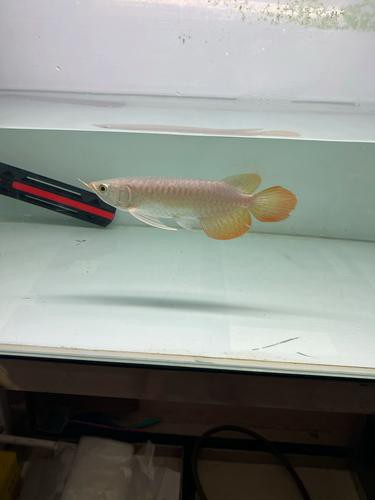 祥龍漁場(chǎng)龍魚芯片證書長什么樣？ 祥龍漁場(chǎng)龍魚芯片證書長什么樣？ 龍魚百科 第26張
