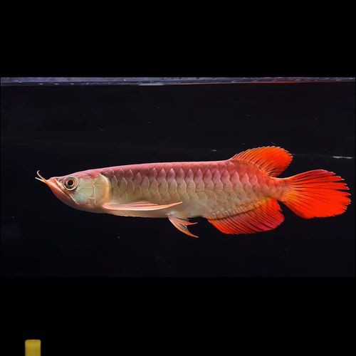 祥龍漁場(chǎng)龍魚芯片證書長什么樣？ 祥龍漁場(chǎng)龍魚芯片證書長什么樣？ 龍魚百科 第11張