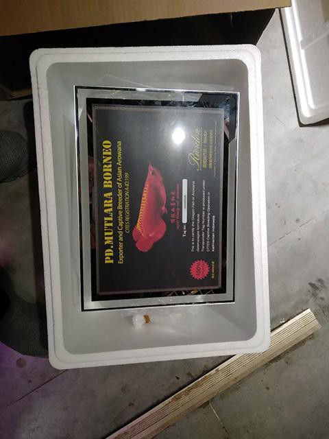 祥龍漁場(chǎng)龍魚芯片證書長什么樣？ 祥龍漁場(chǎng)龍魚芯片證書長什么樣？ 龍魚百科 第27張