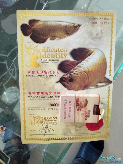 祥龍漁場(chǎng)龍魚芯片證書長什么樣？ 祥龍漁場(chǎng)龍魚芯片證書長什么樣？ 龍魚百科 第24張