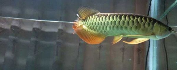 龍魚珠鱗多大亮起來了（龍魚珠鱗多大亮起來了龍魚珠鱗亮化與其成長階段密切相關） 龍魚珠鱗多大亮起來了（龍魚珠鱗多大亮起來了龍魚珠鱗亮化與其成長階段密切相關） 龍魚百科 第2張