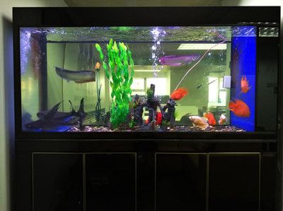 龍魚魚缸養幾條魚最好呢圖片大全：龍魚混養的最佳伴侶 龍魚魚缸養幾條魚最好呢圖片大全：龍魚混養的最佳伴侶 龍魚百科 第5張