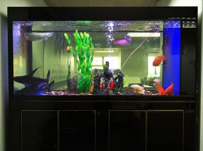 龍魚魚缸養幾條魚最好呢圖片大全：龍魚混養的最佳伴侶 龍魚魚缸養幾條魚最好呢圖片大全：龍魚混養的最佳伴侶 龍魚百科 第1張