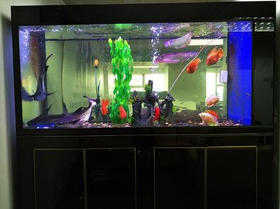 龍魚魚缸養幾條魚最好呢圖片大全：龍魚混養的最佳伴侶 龍魚魚缸養幾條魚最好呢圖片大全：龍魚混養的最佳伴侶 龍魚百科 第4張