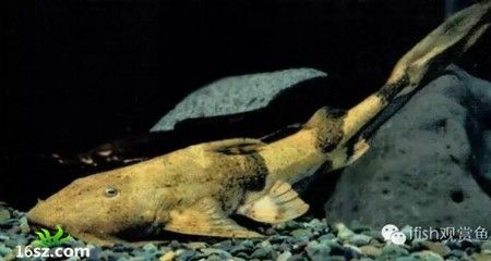 龍魚吃鱉：龍魚吃鱉是一種怎樣的體驗？ 龍魚吃鱉：龍魚吃鱉是一種怎樣的體驗？ 龍魚百科 第1張