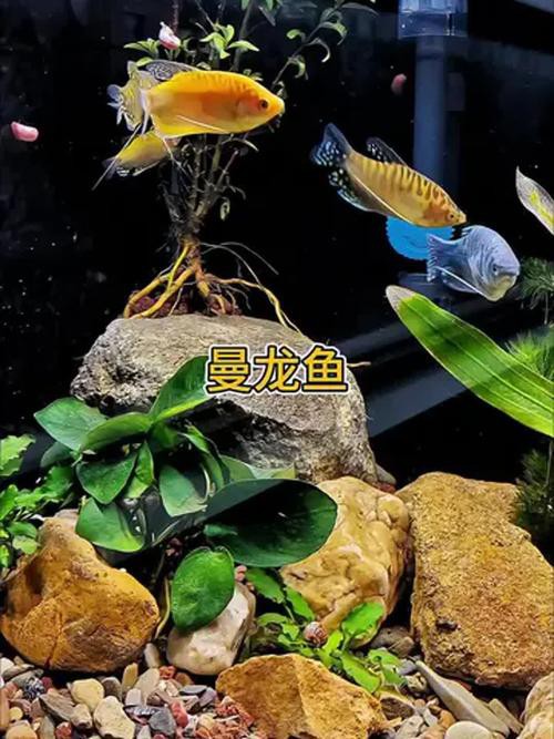 曼龍魚好吃嗎 曼龍魚好吃嗎 龍魚百科 第5張