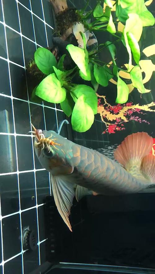 如何鑒別真假綠皮紅龍魚？ 如何鑒別真假綠皮紅龍魚？ 龍魚百科 第4張