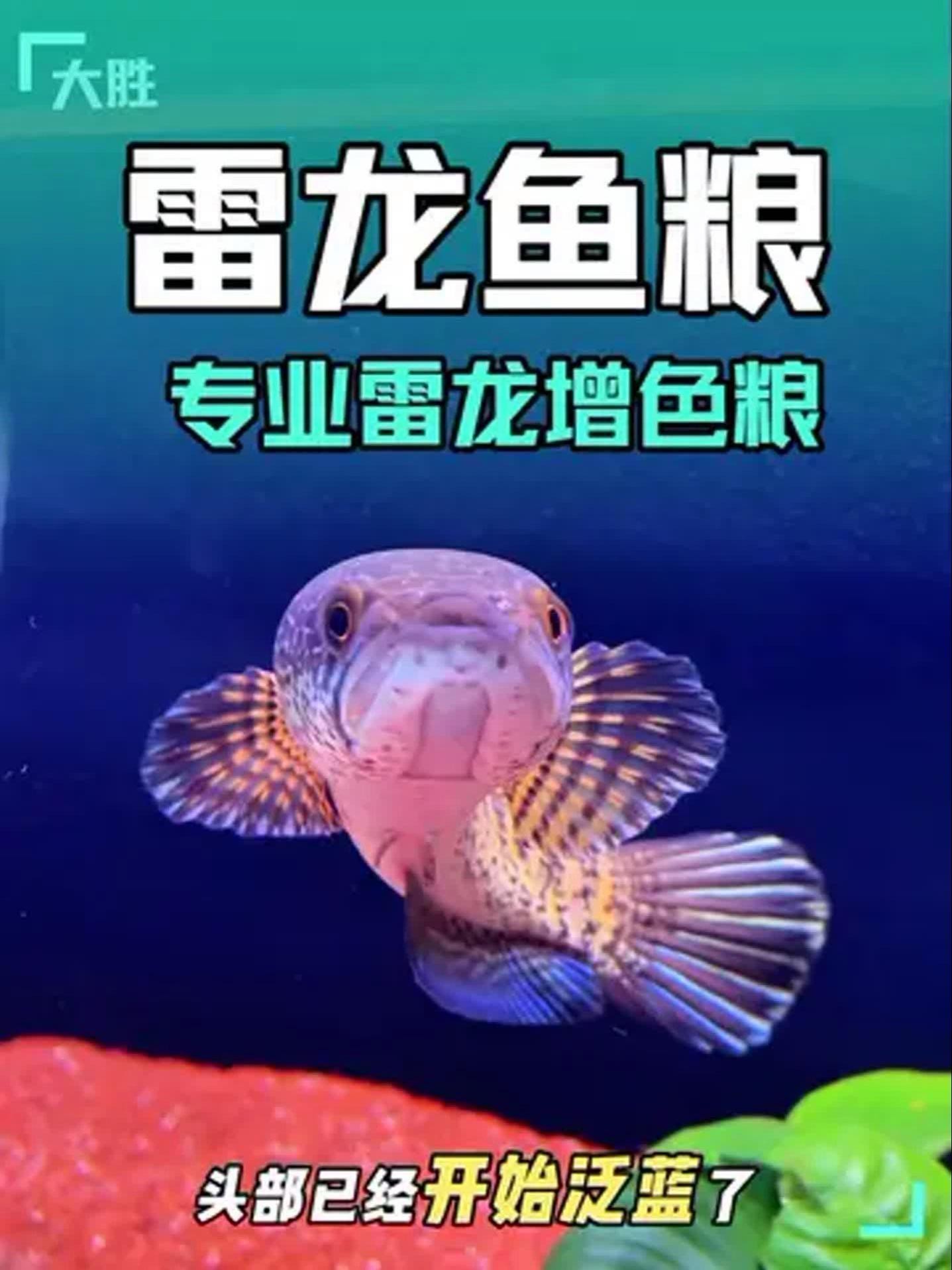 哪些食物有助于鬼王雷龍發色？