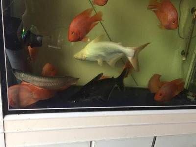 球鯊咬龍魚嗎（球鯊可能咬龍魚嗎？） 球鯊咬龍魚嗎（球鯊可能咬龍魚嗎？） 龍魚百科 第2張