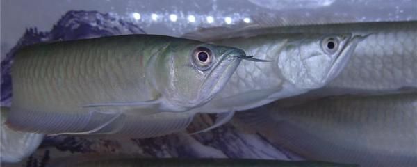養兩條銀龍魚:養兩條銀龍魚是否可行