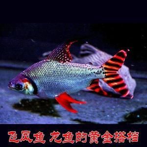 龍魚虎魚鳳魚龜：龍魚、虎魚、鳳魚、龜的飼養方法與注意事項 龍魚虎魚鳳魚龜：龍魚、虎魚、鳳魚、龜的飼養方法與注意事項 龍魚百科 第5張