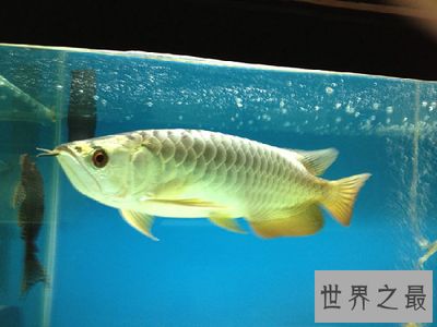 最大的金龍魚是哪里生產的（世界第一金龍魚原產地是哪里生產的金龍魚產地是哪里） 最大的金龍魚是哪里生產的（世界第一金龍魚原產地是哪里生產的金龍魚產地是哪里） 龍魚百科 第3張