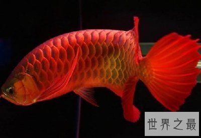 最大的金龍魚是哪里生產的（世界第一金龍魚原產地是哪里生產的金龍魚產地是哪里） 最大的金龍魚是哪里生產的（世界第一金龍魚原產地是哪里生產的金龍魚產地是哪里） 龍魚百科 第1張