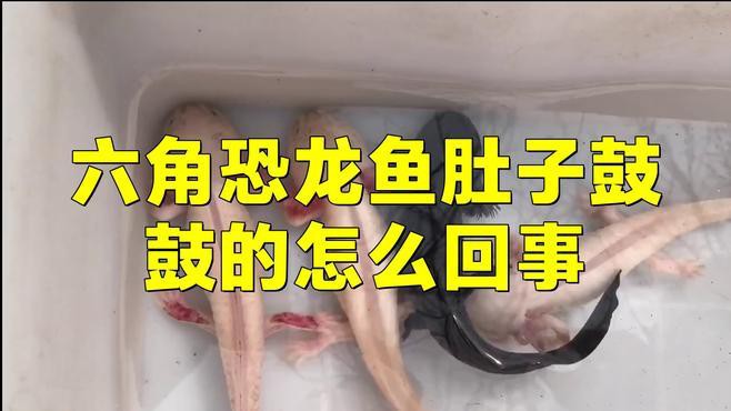如何判斷六角恐龍魚是否因傳染病死亡？ 如何判斷六角恐龍魚是否因傳染病死亡？ 龍魚百科 第10張