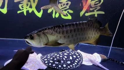 龍魚頓頭好：頓頭龍魚的優點和缺點 龍魚頓頭好：頓頭龍魚的優點和缺點 龍魚百科 第3張
