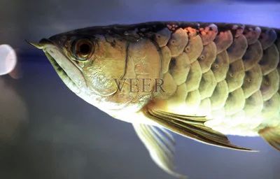 龍魚頓頭好：頓頭龍魚的優點和缺點 龍魚頓頭好：頓頭龍魚的優點和缺點 龍魚百科 第2張