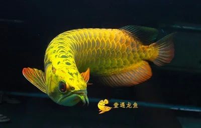 龍魚頓頭好：頓頭龍魚的優點和缺點 龍魚頓頭好：頓頭龍魚的優點和缺點 龍魚百科 第1張