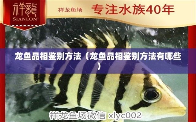 龍魚品相鑒別，鑒別龍魚的品相需要綜合考慮多個因素，改善龍魚生活環境