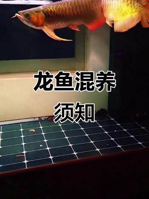 巴西亞魚會咬龍魚嗎圖片 巴西亞魚會咬龍魚嗎圖片 龍魚百科 第13張