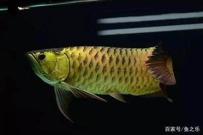 金龍魚(yú)金色變淡了怎么辦：金龍魚(yú)的金色變淡了怎么辦 金龍魚(yú)金色變淡了怎么辦：金龍魚(yú)的金色變淡了怎么辦 龍魚(yú)百科 第3張