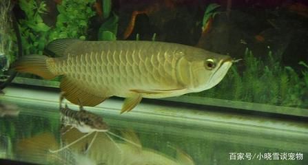 龍魚不吃食了是什么原因引起的，龍魚不吃食可能是由多種原因引起的 龍魚不吃食了是什么原因引起的，龍魚不吃食可能是由多種原因引起的 龍魚百科 第3張