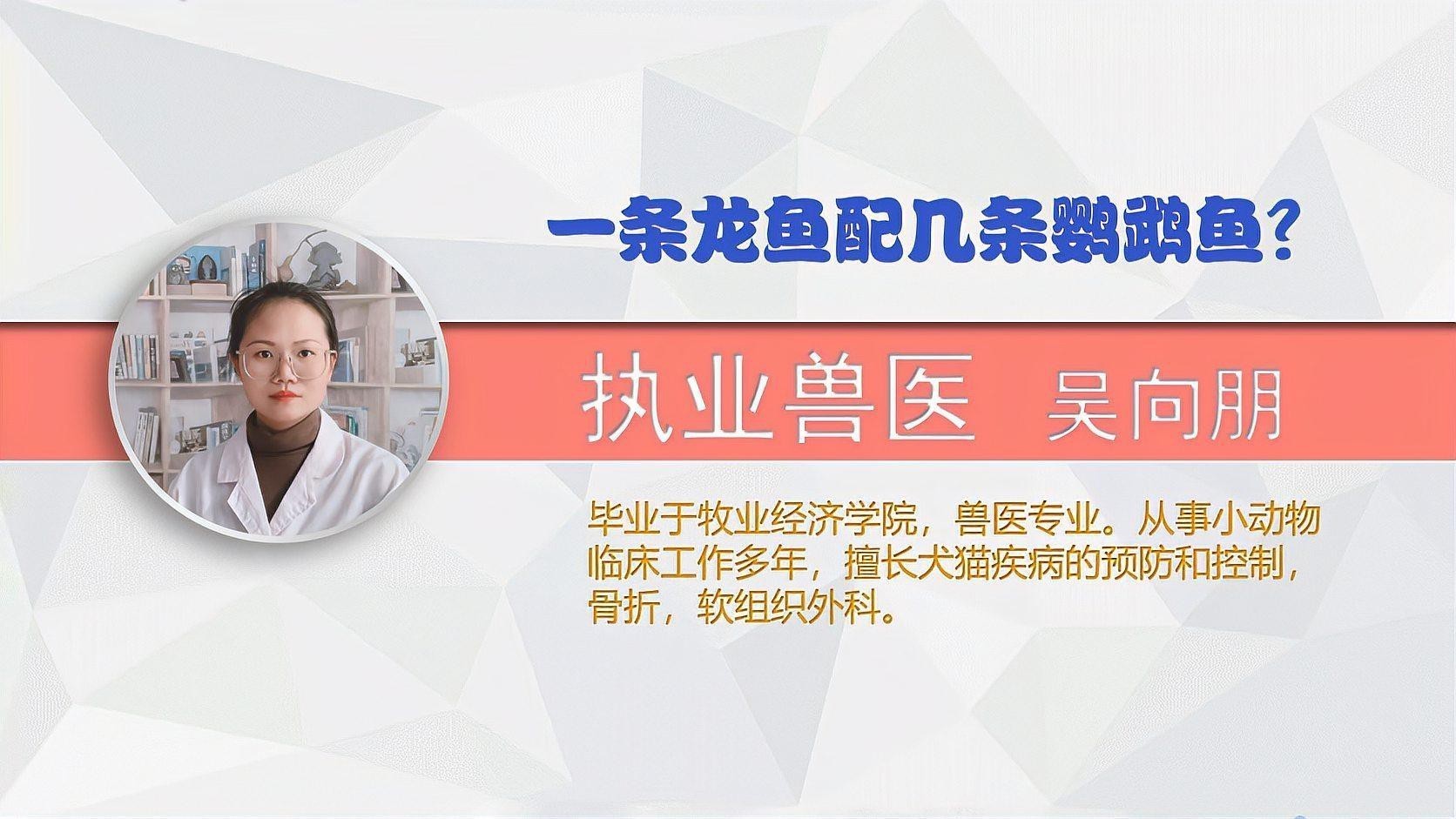 龍魚混養的最佳比例是多少？ 龍魚混養的最佳比例是多少？ 龍魚百科 第1張