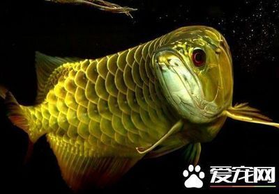 龍魚吃不吃清道夫：龍魚會吃掉清道夫嗎？ 龍魚吃不吃清道夫：龍魚會吃掉清道夫嗎？ 龍魚百科 第3張