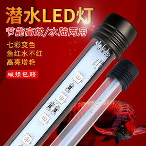 印尼紅龍魚怎么養才紅眼睛視頻：印尼紅龍魚飼養環境紅龍魚飼養環境紅龍魚的審美標準 印尼紅龍魚怎么養才紅眼睛視頻：印尼紅龍魚飼養環境紅龍魚飼養環境紅龍魚的審美標準 龍魚百科 第2張