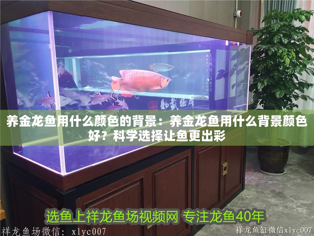 養金龍魚用什么顏色的背景:養金龍魚用什么背景顏色好?科學選擇讓魚更出彩 龍魚百科 第1張 養金龍魚用什么顏色的背景:養金龍魚用什么背景顏色好?科學選擇讓魚更出彩 養金龍魚用什么顏色的背景:養金龍魚用什么背景顏色好?科學選擇讓魚更出彩 龍魚百科 第1張